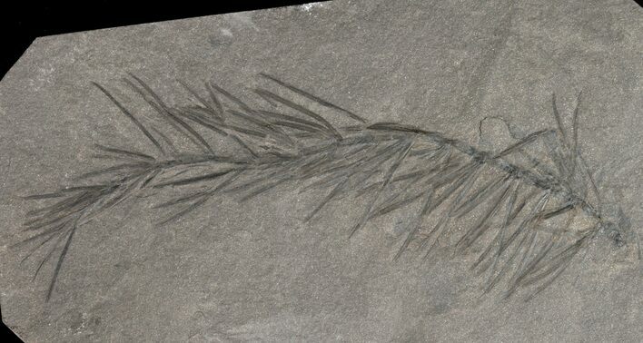 Pennsylvanian Horsetail (Asterophyllites) Fossil - France #51100